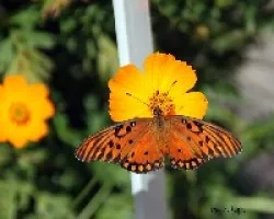 Mariposa