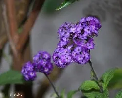 Heliotropium arborescens 