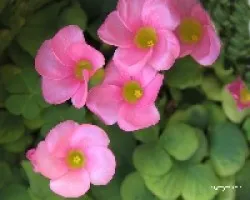 Oxalis variabilis Grand 