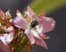Mosca verde 