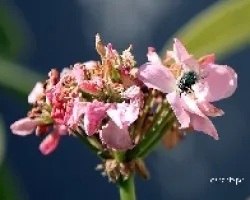 Mosca verde 