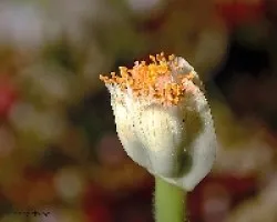 Haemanthus albiflos 