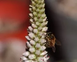 Abeja o mosca