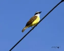 Pitangus sulphuratus bolivianus