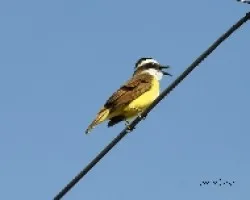 Pitangus sulphuratus bolivianus