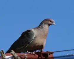 Columba picazuro