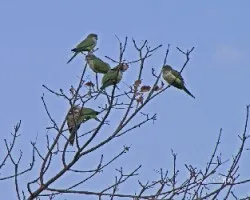 Myiopsitta monachus