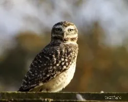 Athene cunicularia