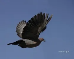 Columba picazuro