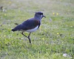 Vanellus chilensis