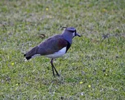 Vanellus chilensis