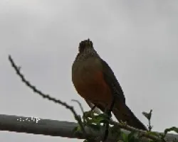 Turdus rufiventris