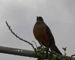 Turdus rufiventris