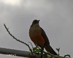 Turdus rufiventris