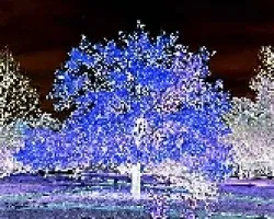 Arbol