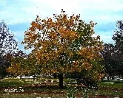Arbol