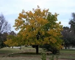 Arbol