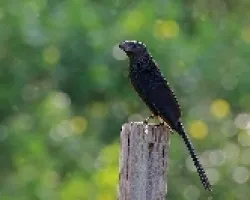 Crotophaga sulcirostris