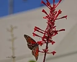 Danaus plexippus