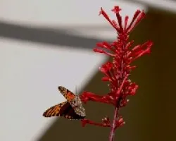 Danaus plexippus