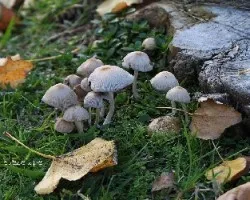 Agrupados
