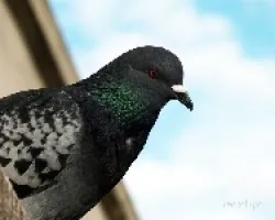 Columba livia