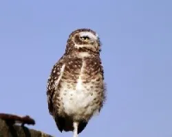 Athene cunicularia