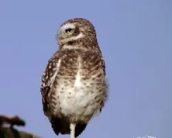 Athene cunicularia