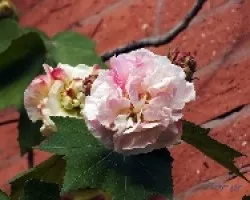 Hibiscus mutabilis