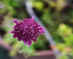 Cephalaria gigantea