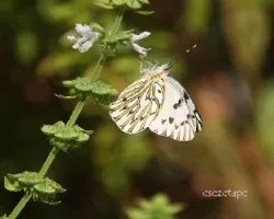 Blanca