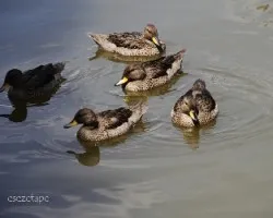 Patos