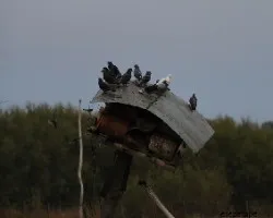 Palomas