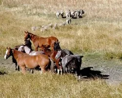 Caballos