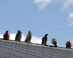 Columba livia