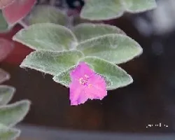 Tradescantia sillamontana