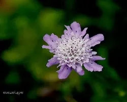 Cephalaria gigantea