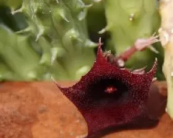 Huernia schneideriana
