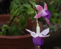 Fucsia