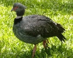 Chauna torquata