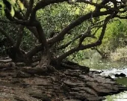 Arroyo El Palmar bis