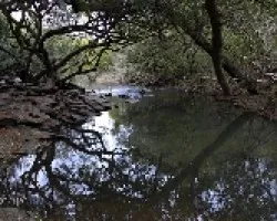Arroyo El Palmar bis