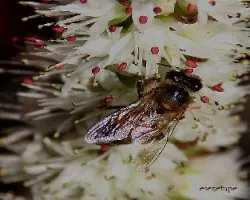 Abeja