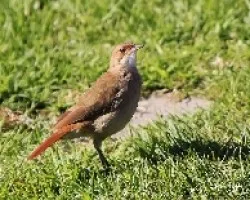 Furnarius rufus