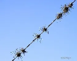 Tillandsia recurvata