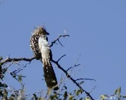 Guira guira