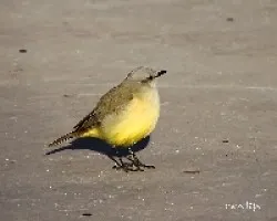 Machetornis rixosa
