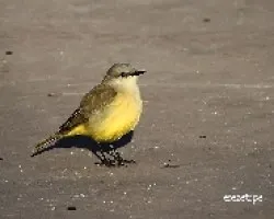 Machetornis rixosa
