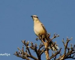 Mimus saturninus