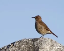 Furnarius rufus